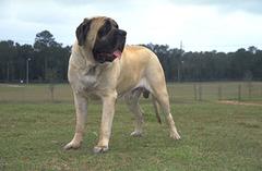 MASTIFF INGLÉS MASTIFF INGLÉS