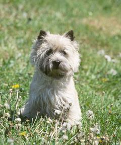 CAIRN TERRIER