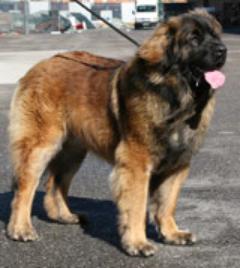 LEONBERGER