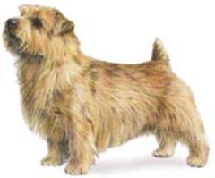 NORFOLK TERRIER