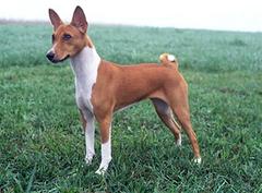 BASENJI