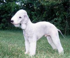 BEDLINGTON TERRIER