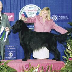 FLAT-COATED RETRIEVER