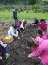 Brownies digging