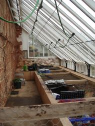 our greenhouse with kiwi vines on back wall