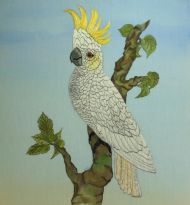 Cockatoo