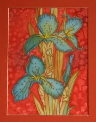 Irisies
