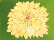 Dahlia