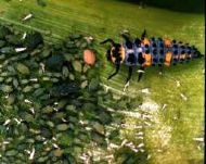 Larva and Aphids
