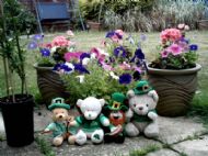 My irish bear cubs