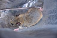 Mouse 3 - Ghorepani