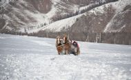 Морин чарга