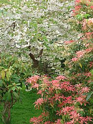 Part of the back gardens in May