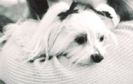 Psychosis, a dog story