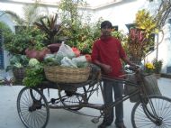 Vegetable delivery 