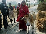 woman and cow