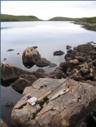 Trout from local Loch