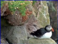 Puffins at Handa Island