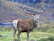 Wild red deer