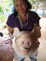 Piggy Dinner