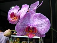 Orchid at the shop