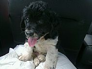 Dougal