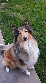 Lassie