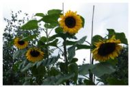 Sunflowers