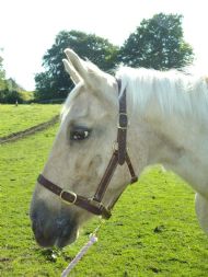 The Adjustable headcollar