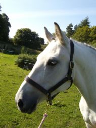 the Padded, Fancy stitched headcollar