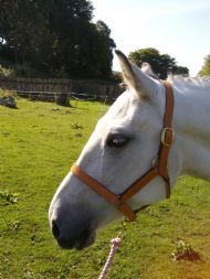 The Stable headcollar