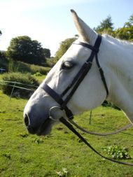 The hunter Bridle