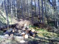 Forest View
