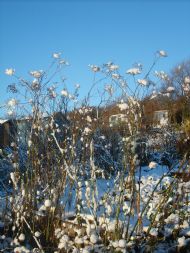 Fennel in snow