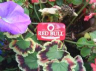 Try this as a substitute