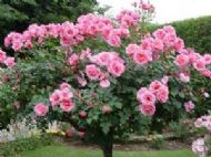 After BirkComp treatment