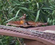 A Bird in the Bath