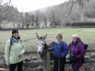 Making friends with one of the locals - Byland Abbey - March 2016