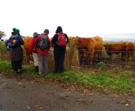 We're a friendly bunch and so were these cows! - Wintringham - November 2012