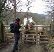 These ponies so badly wanted to come with us! - Riccal Dale - Feb 2013