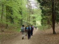 Woodland near Welton Dale   - May 2013