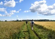 Lockdown Walk - 2nd August  Welburn