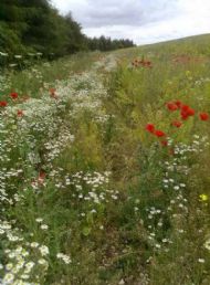 Wild flowers near Wharram Percy - July 2010