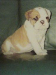 This is Tanya at 8 weeks from my first  litter. She is 9 now and still going strong.    Just got word that Tanya passed away on Jan 2013 aged over 10, a very much loved bulldog.  God bless you are with your mum Tara  now XXX   