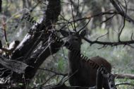 Red Deer in Woods