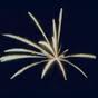 Palm