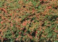 Cotoneaster x suecicus 