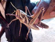 The Day of the Locust
