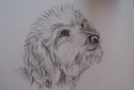 Pet Dog