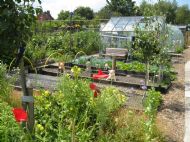 Gareth's pigs in mud and Ben's plot in the background